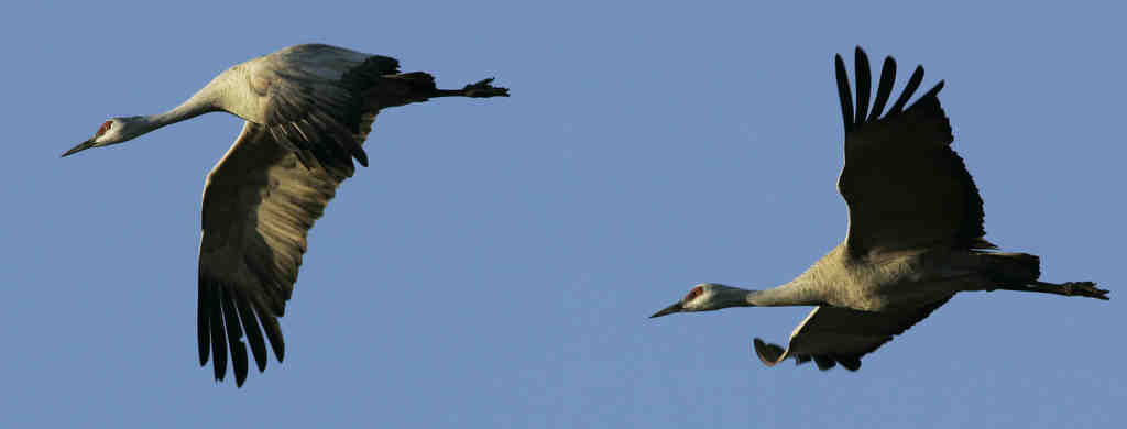 Sandhill cranes in Arizona